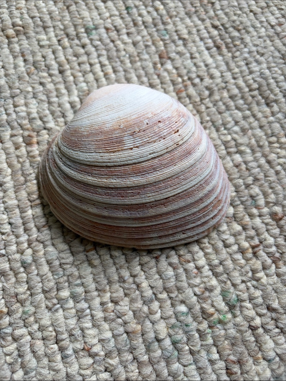 6 inch Natural Striped Seashell - Pink and Cream Tones